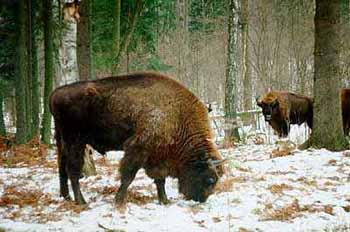 Puszcza Białowieska